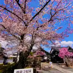 妙顯寺（妙顕寺）(京都府)