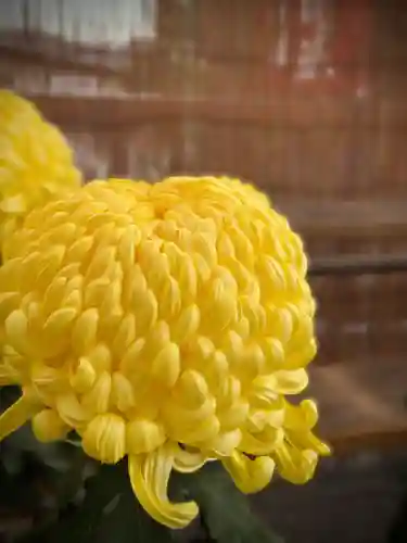 高幡不動尊　金剛寺(東京都)