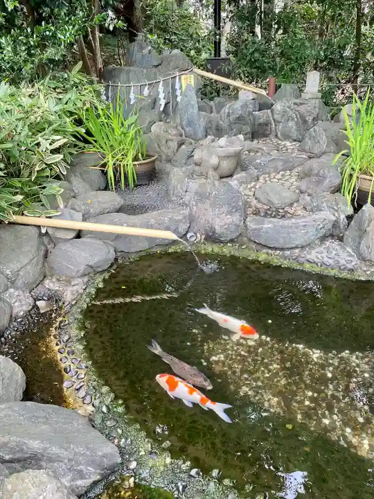 櫻木神社の動物
