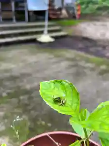 大宮温泉神社(栃木県)(2023年06月25日(日) 07時24分56秒投稿)