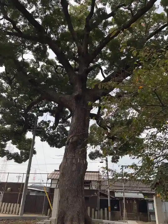 阿麻美許曽神社の自然