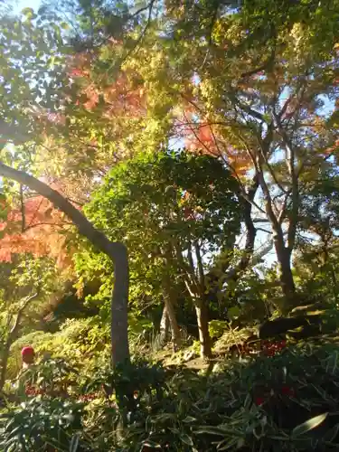 報国寺の庭園