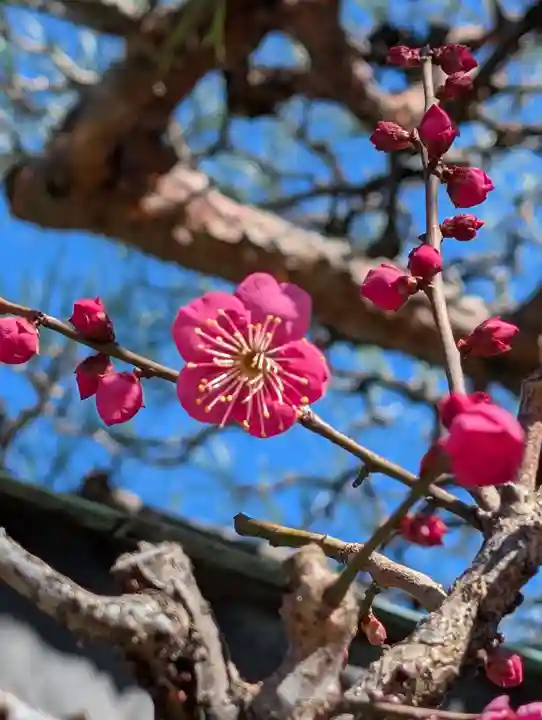 岡村天満宮(神奈川県)