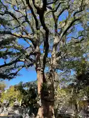 丸亀春日神社の自然