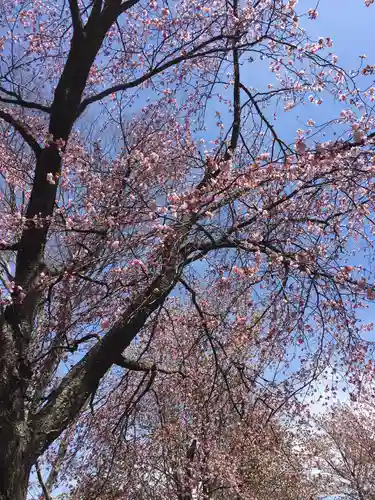 輪厚神社の自然