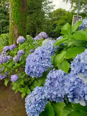 妙法寺(東京都)