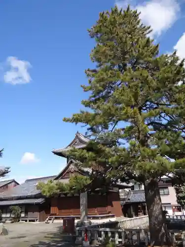 大通寺（長浜御坊）(滋賀県)