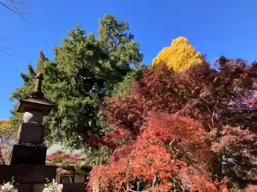 淨眞寺(東京都)