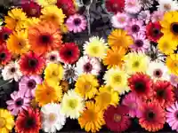 札幌諏訪神社の手水舎