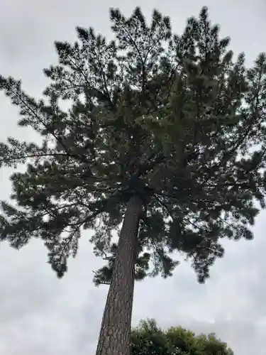 中野沼袋氷川神社の自然