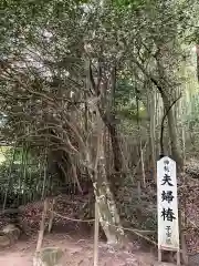 八重垣神社の自然