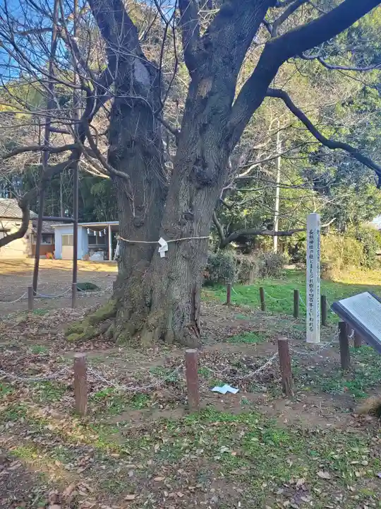 長柄神社の自然