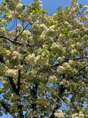 鷲宮神社の自然