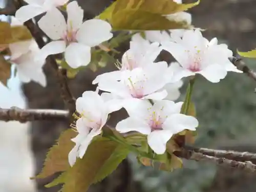 立志神社の自然