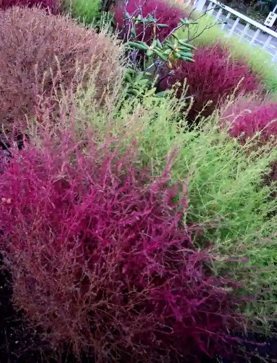 北広島市総鎮守 廣島神社の自然