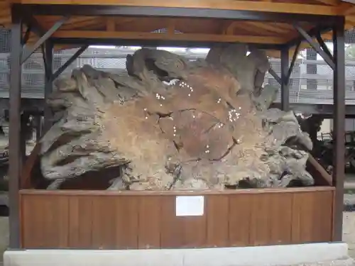 本山専修寺の自然