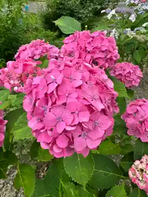 阿久津「田村神社」（郡山市阿久津町）旧社名：伊豆箱根三嶋三社(福島県)