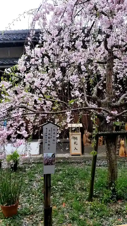 源九郎稲荷神社の自然