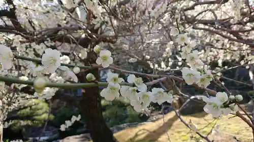 湯島天満宮の自然