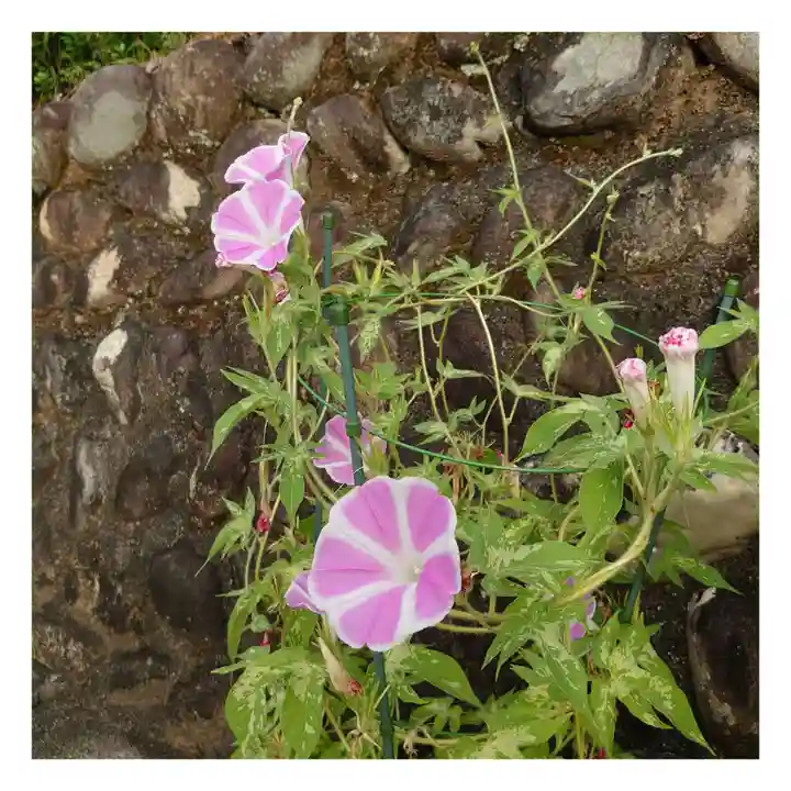 岐阜稲荷山本社の自然