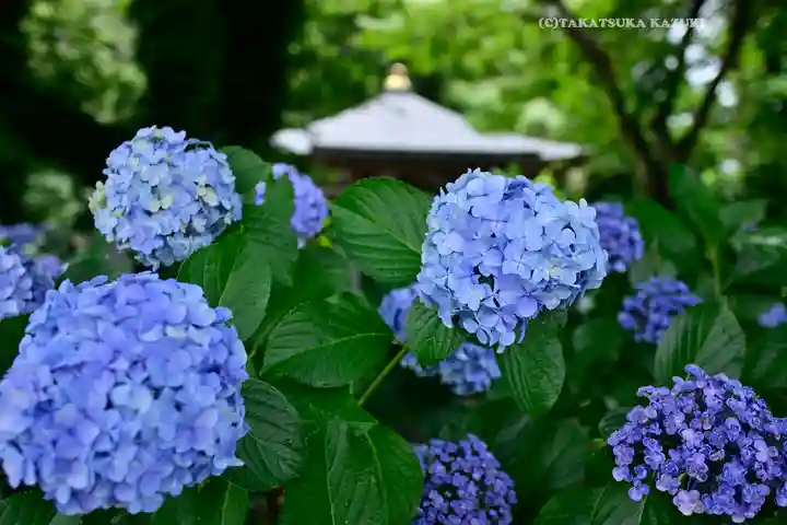 妙楽寺(神奈川県)