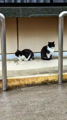 白金氷川神社の動物