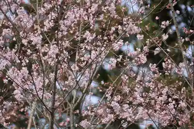 阿久津「田村神社」（郡山市阿久津町）旧社名：伊豆箱根三嶋三社の自然