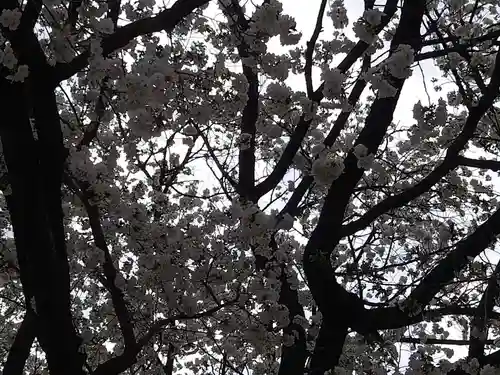 白山神社の自然