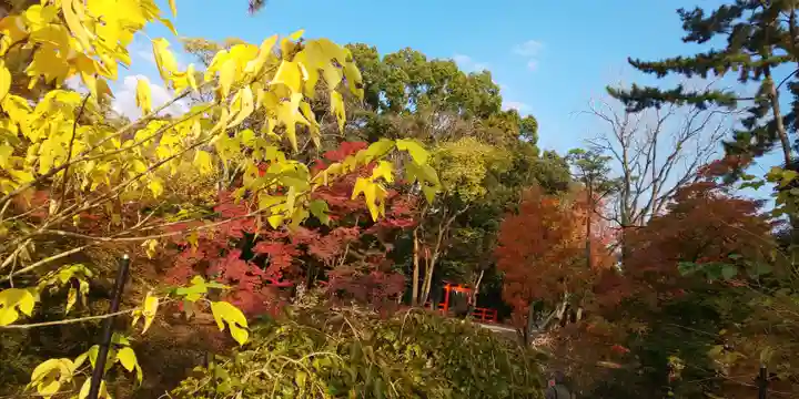 半木神社(賀茂別雷神社境外末社)の自然
