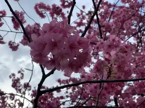 川津来宮神社の自然