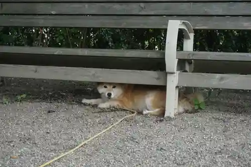 別雷皇太神の動物