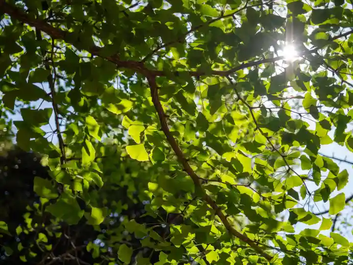 赤坂氷川神社(東京都)