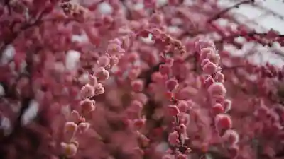 城南宮(京都府)