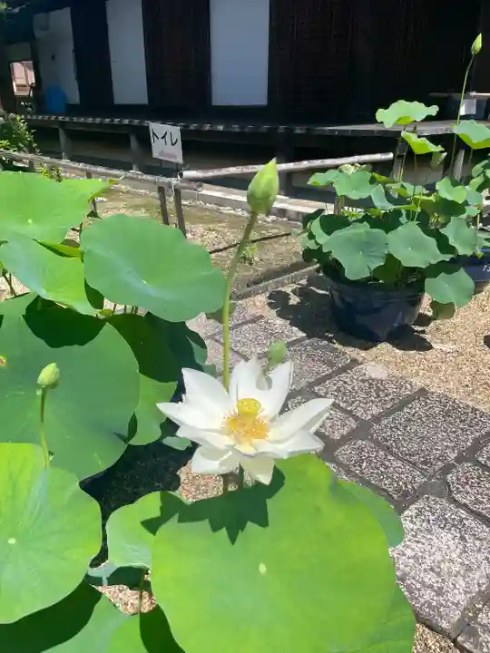法金剛院(京都府)