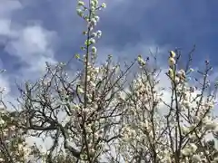 鶴岡八幡宮の自然