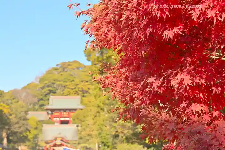 鶴岡八幡宮(神奈川県)