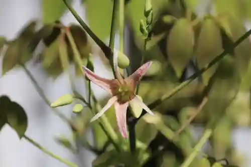 開成山大神宮の自然