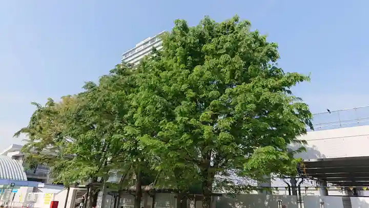 猿田彦神社の自然