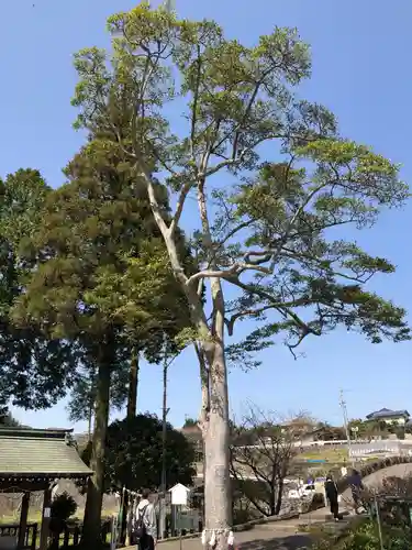 西寒多神社の自然