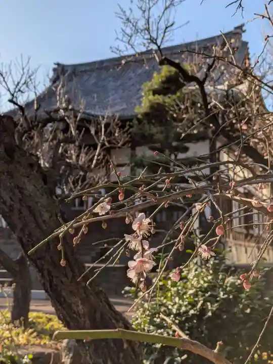 瑞円寺(東京都)