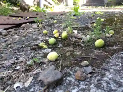 春日神社(福井県)
