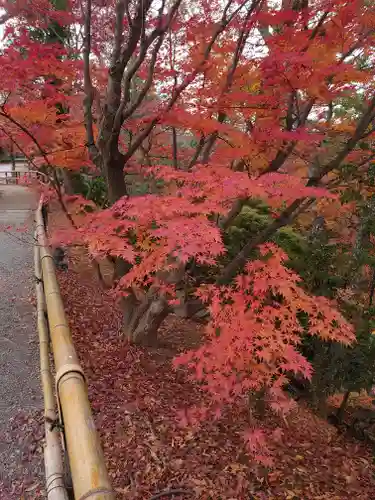 北野天満宮の自然