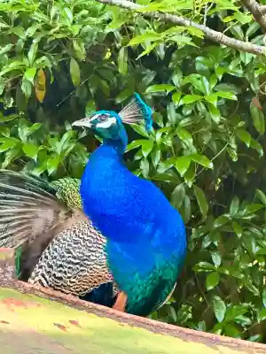 楽法寺（雨引観音）(茨城県)