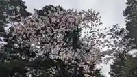 上川神社の自然