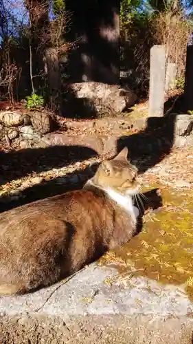 玉野御嶽神社の動物