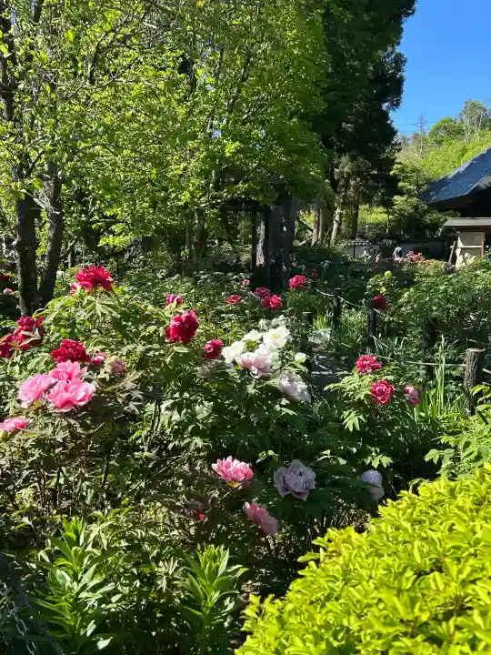 玄向寺の{uncategorized: "未分類", other: "その他", undefined: "問題あり", building: "その他建物", grave: "お墓", sacred_gate: "鳥居", guardian: "狛犬", statue: "像", buddha: "仏像", history: "歴史", nature: "自然", garden: "庭園", animal: "動物", pagoda: "塔", temizu: "手水舎", mountain_gate: "山門・神門", sanctuary: "本殿・本堂", subordinate: "末社・摂社", art: "芸術", scenery: "景色", jizo: "地蔵", ema: "絵馬", goshuin: "御朱印", omikuji: "おみくじ", items: "授与品その他", amulet: "お守り", goshuincho: "御朱印帳", eats: "食事", festival: "お祭り", votive_dance: "神楽", shichigosan: "七五三参", wedding: "結婚式", experience: "体験その他", initially: "初詣", around: "周辺", anti_infection: "感染症対策"}