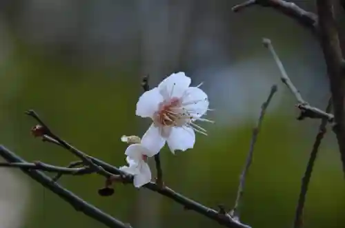 月夜見宮（豊受大神宮別宮）の自然