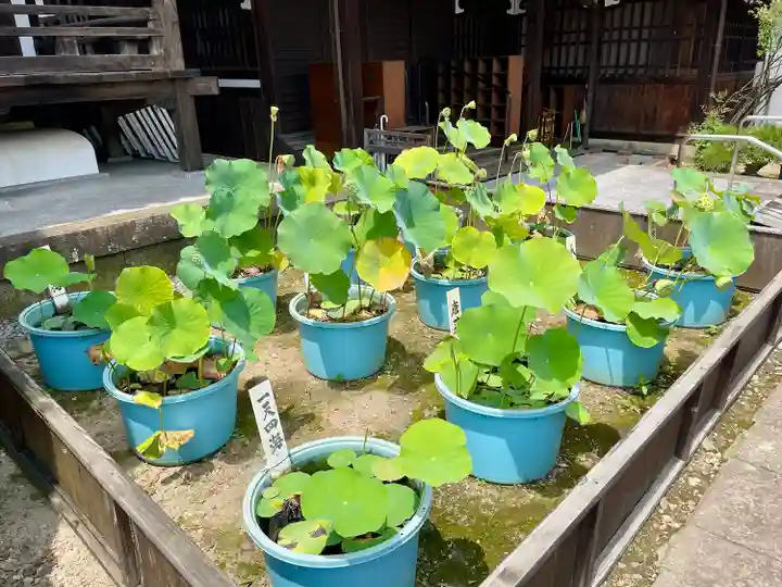 善導寺(福島県)