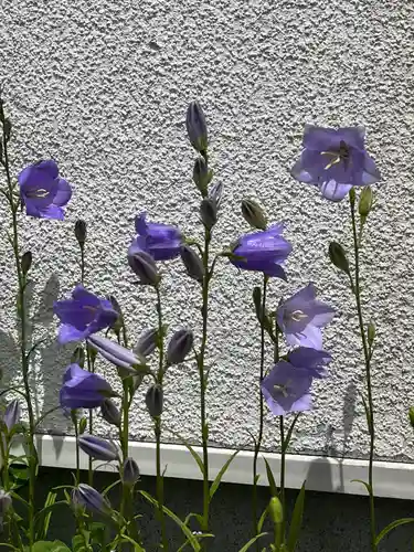 宝壽山 吉祥院の自然