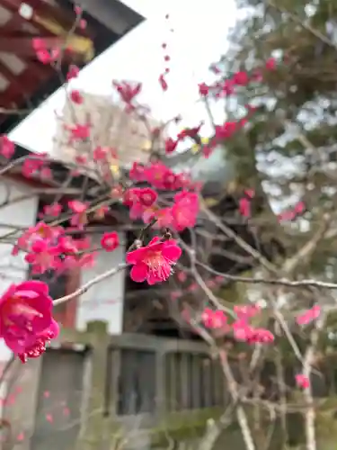 越谷香取神社の自然